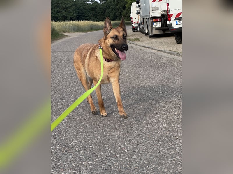 DSH/Malinois Mix Luna