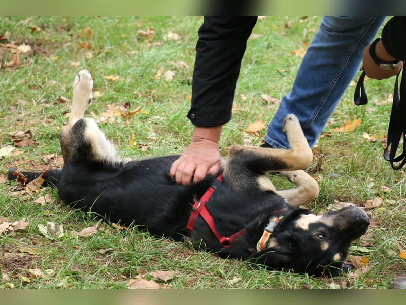 Romi  55 cm geb. 01/2024 ist eine total verschmuste Familienhündin Romi  55 cm geb. 01/2024 ist eine total verschmuste Familienhündin