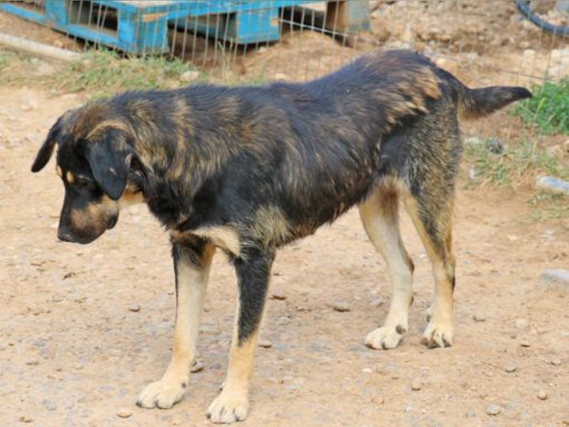 Romi  55 cm geb. 01/2024 ist eine total verschmuste Familienhündin Romi  55 cm geb. 01/2024 ist eine total verschmuste Familienhündin