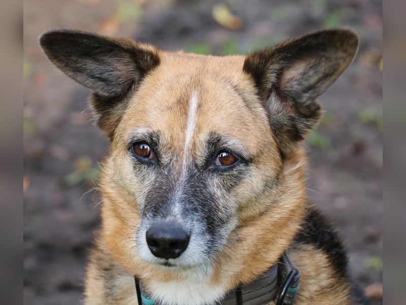 Die kleine zarte Schäferhündin Feeny sucht liebevolles Zuhause