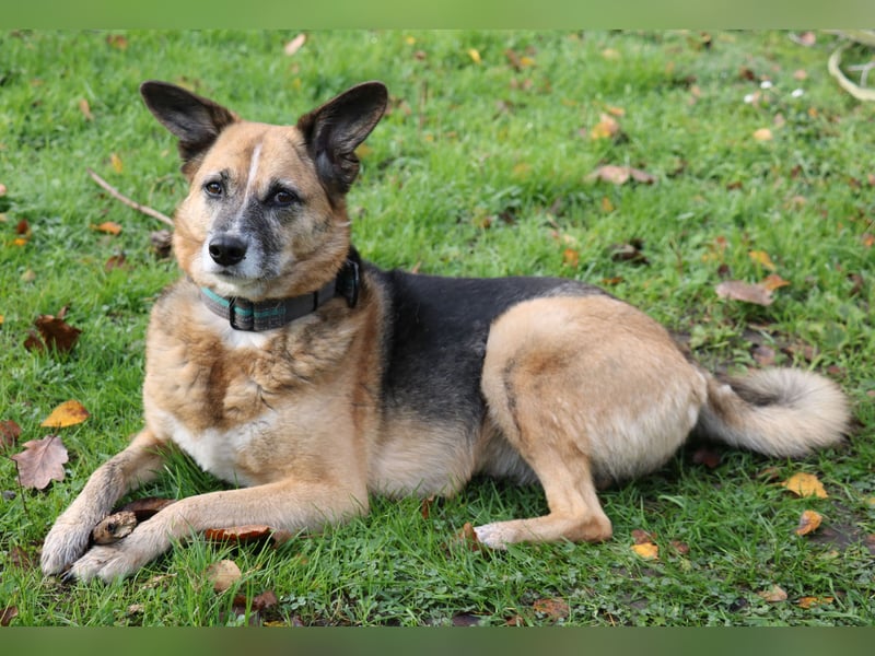 Die kleine zarte Schäferhündin Feeny sucht liebevolles Zuhause