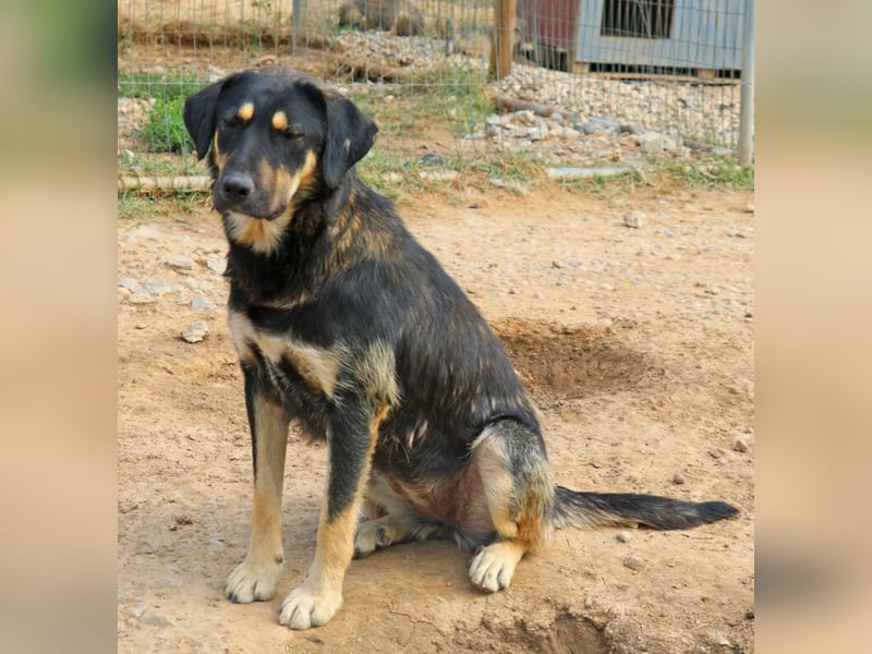 Romi  55 cm geb. 01/2024 ist eine total verschmuste Familienhündin Romi  55 cm geb. 01/2024 ist eine total verschmuste Familienhündin