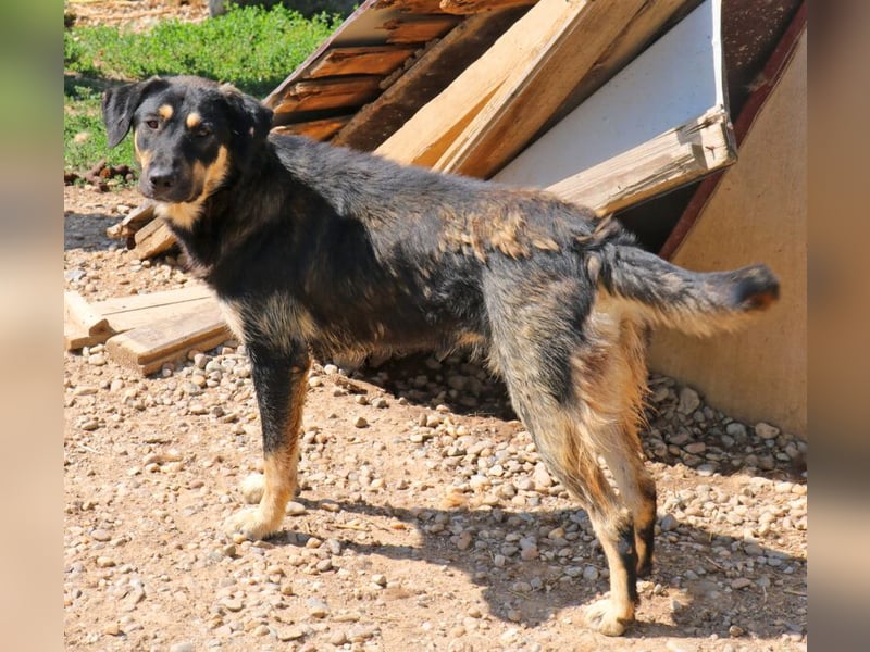 Romi  55 cm geb. 01/2024 ist eine total verschmuste Familienhündin Romi  55 cm geb. 01/2024 ist eine total verschmuste Familienhündin