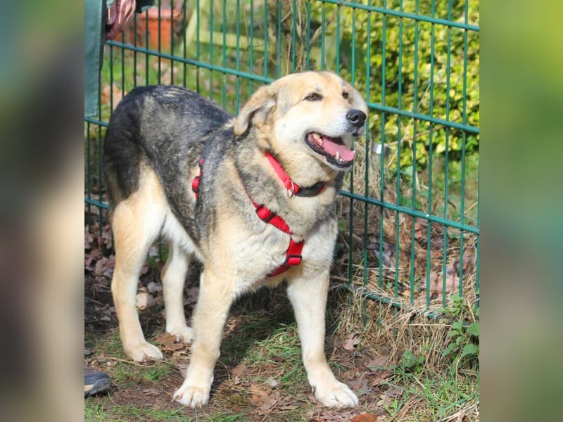 Ruffy 55cm geb. 06/2019 wartet in Hannover - Er ist ein Schatz!!