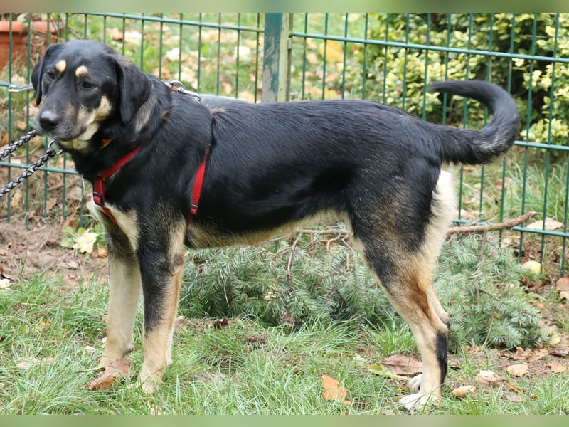 Romi  55 cm geb. 01/2024 ist eine total verschmuste Familienhündin Romi  55 cm geb. 01/2024 ist eine total verschmuste Familienhündin