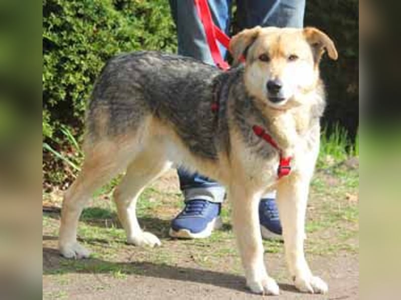 Ruffy 55cm geb. 06/2019 wartet in Hannover - Er ist ein Schatz!!