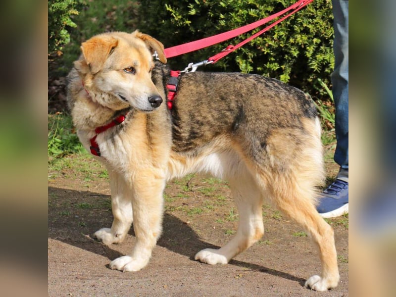 Ruffy 55cm geb. 06/2019 wartet in Hannover - Er ist ein Schatz!!