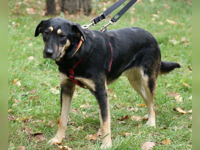 Romi  55 cm geb. 01/2024 ist eine total verschmuste Familienhündin Romi  55 cm geb. 01/2024 ist eine total verschmuste Familienhündin