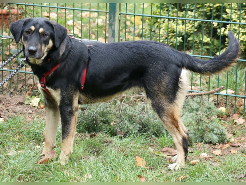 Romi  55 cm geb. 01/2024 ist eine total verschmuste Familienhündin Romi  55 cm geb. 01/2024 ist eine total verschmuste Familienhündin