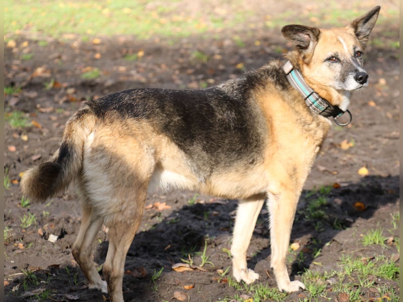 Die kleine zarte Schäferhündin Feeny sucht liebevolles Zuhause