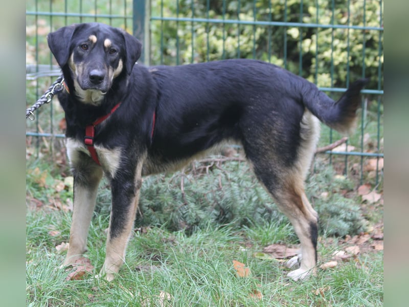 Romi  55 cm geb. 01/2024 ist eine total verschmuste Familienhündin Romi  55 cm geb. 01/2024 ist eine total verschmuste Familienhündin