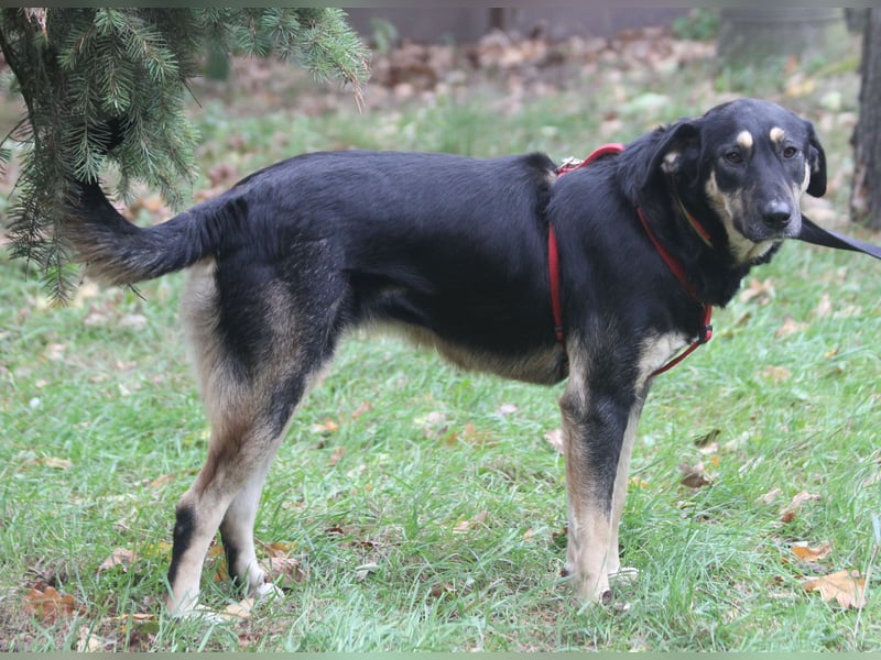 Romi  55 cm geb. 01/2024 ist eine total verschmuste Familienhündin Romi  55 cm geb. 01/2024 ist eine total verschmuste Familienhündin