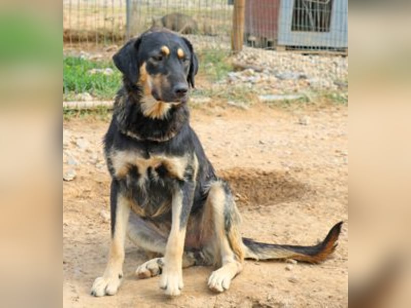 Romi  55 cm geb. 01/2024 ist eine total verschmuste Familienhündin Romi  55 cm geb. 01/2024 ist eine total verschmuste Familienhündin