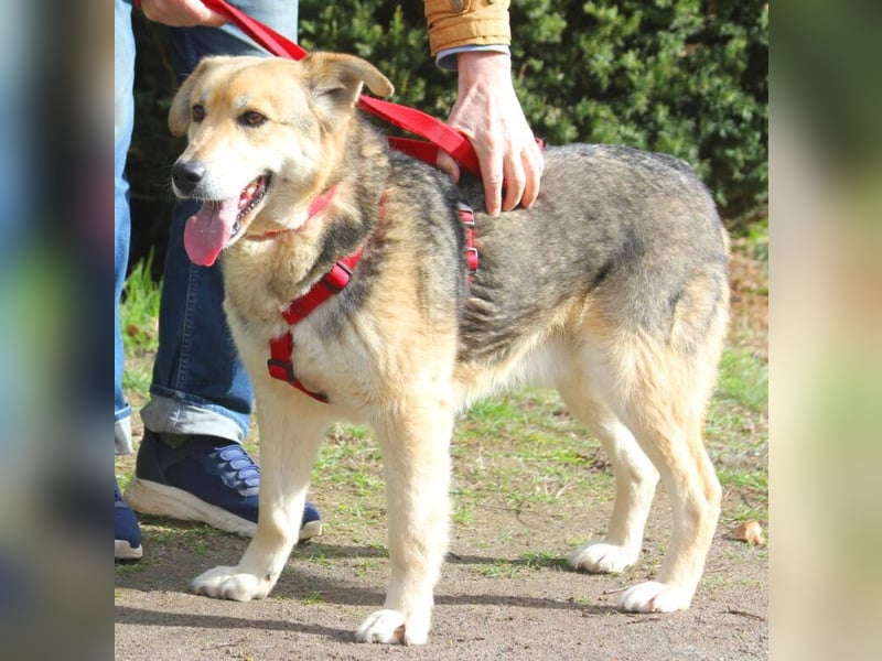 Ruffy 55cm geb. 06/2019 wartet in Hannover - Er ist ein Schatz!!