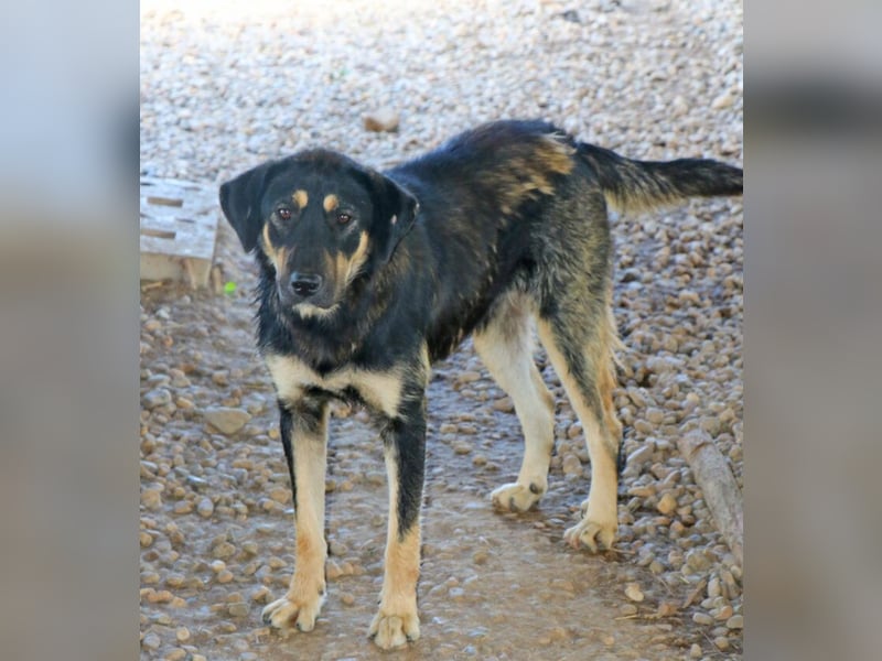 Romi  55 cm geb. 01/2024 ist eine total verschmuste Familienhündin Romi  55 cm geb. 01/2024 ist eine total verschmuste Familienhündin