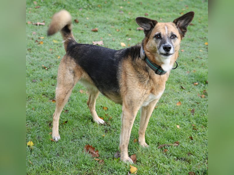Die kleine zarte Schäferhündin Feeny sucht liebevolles Zuhause