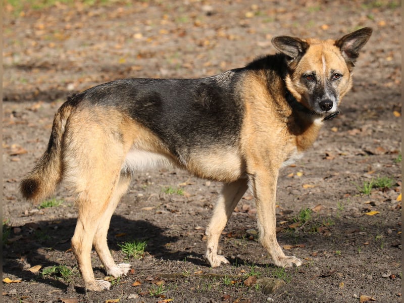Die kleine zarte Schäferhündin Feeny sucht liebevolles Zuhause