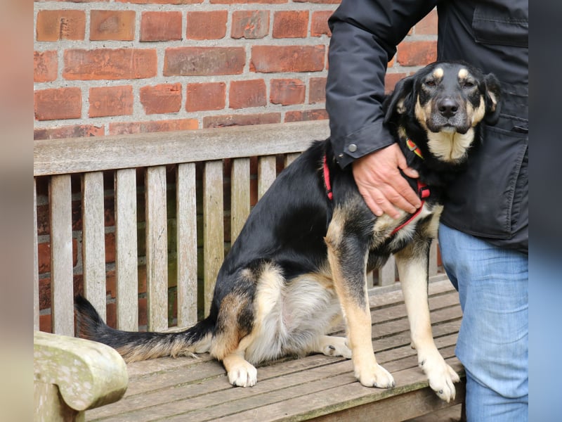 Romi  55 cm geb. 01/2024 ist eine total verschmuste Familienhündin Romi  55 cm geb. 01/2024 ist eine total verschmuste Familienhündin