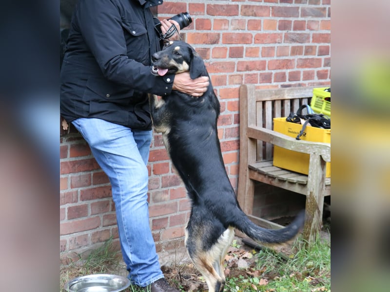 Romi  55 cm geb. 01/2024 ist eine total verschmuste Familienhündin Romi  55 cm geb. 01/2024 ist eine total verschmuste Familienhündin