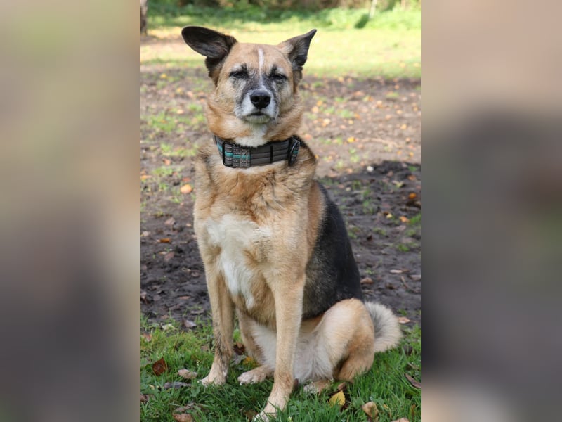 Die kleine zarte Schäferhündin Feeny sucht liebevolles Zuhause