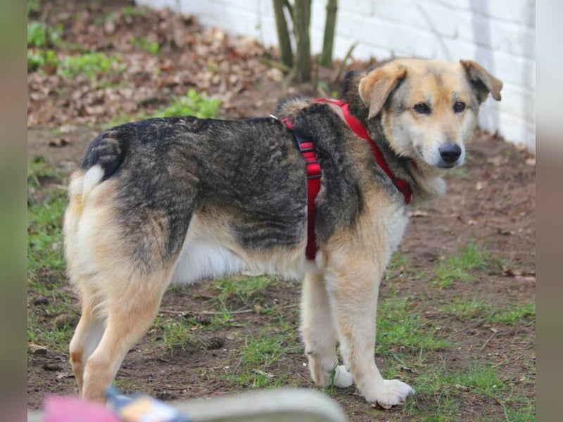 Ruffy 55cm geb. 06/2019 wartet in Hannover - Er ist ein Schatz!!