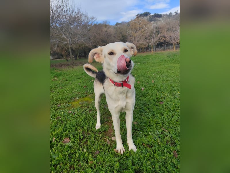 Stattliche, lebensfrohe Hündin, 2Jahre, gepflegt, stubenrein, kastriert