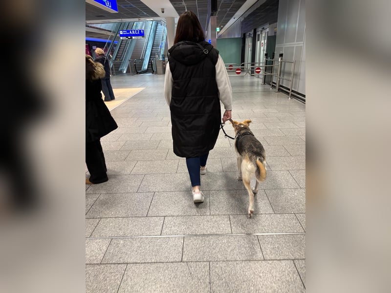 Stattliche, lebensfrohe Hündin, 2Jahre, gepflegt, stubenrein, kastriert