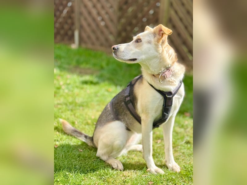 Stattliche, lebensfrohe Hündin, 2Jahre, gepflegt, stubenrein, kastriert