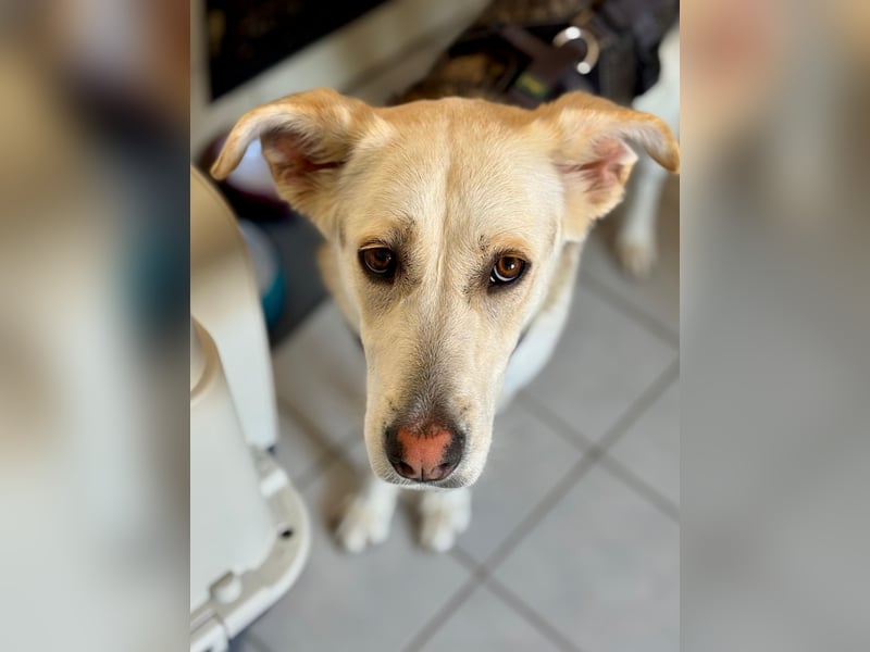 Stattliche, lebensfrohe Hündin, 2Jahre, gepflegt, stubenrein, kastriert