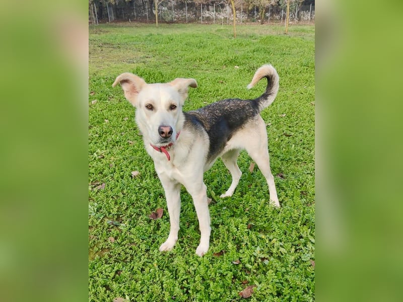 Stattliche, lebensfrohe Hündin, 2Jahre, gepflegt, stubenrein, kastriert