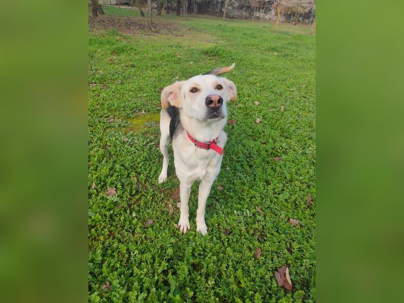 Stattliche, lebensfrohe Hündin, 2Jahre, gepflegt, stubenrein, kastriert