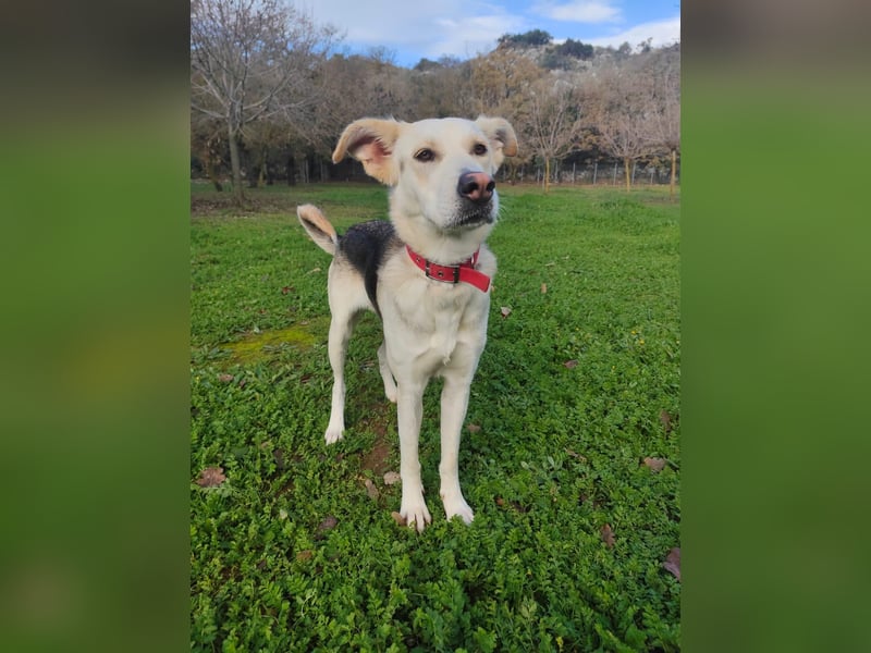 Stattliche, lebensfrohe Hündin, 2Jahre, gepflegt, stubenrein, kastriert