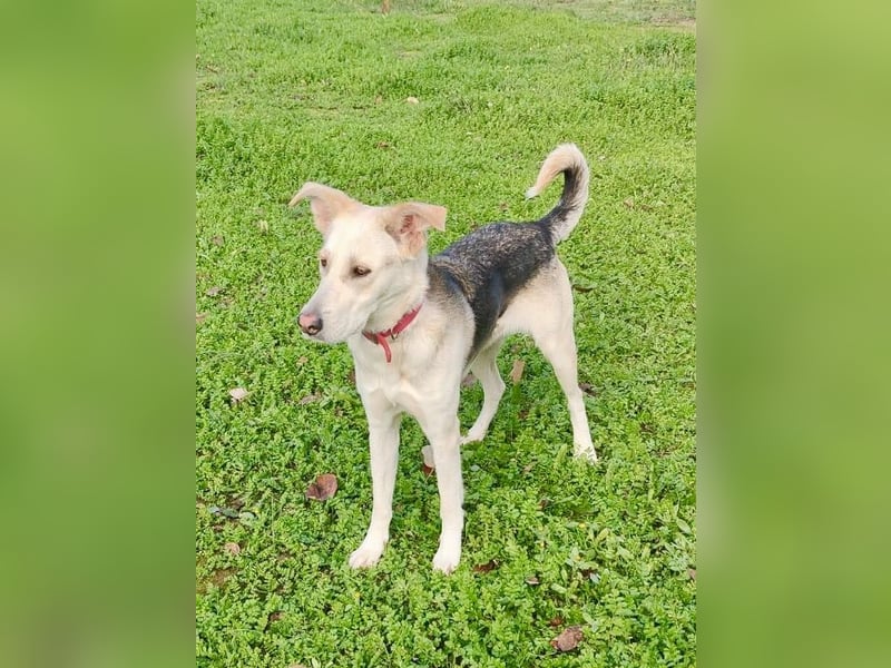 Stattliche, lebensfrohe Hündin, 2Jahre, gepflegt, stubenrein, kastriert