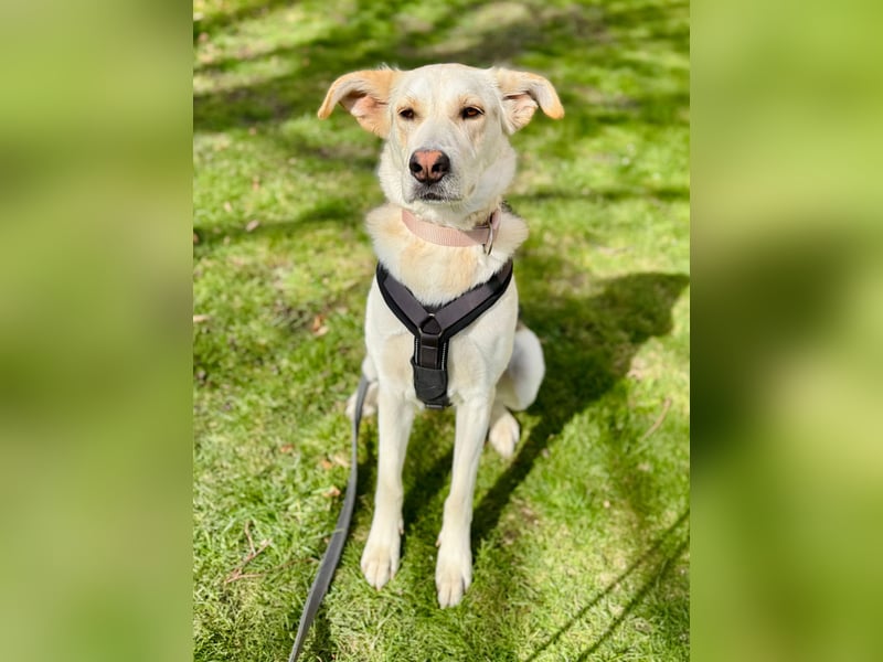 Stattliche, lebensfrohe Hündin, 2Jahre, gepflegt, stubenrein, kastriert