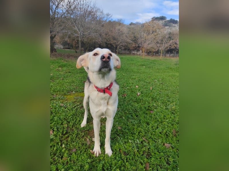 Stattliche, lebensfrohe Hündin, 2Jahre, gepflegt, stubenrein, kastriert