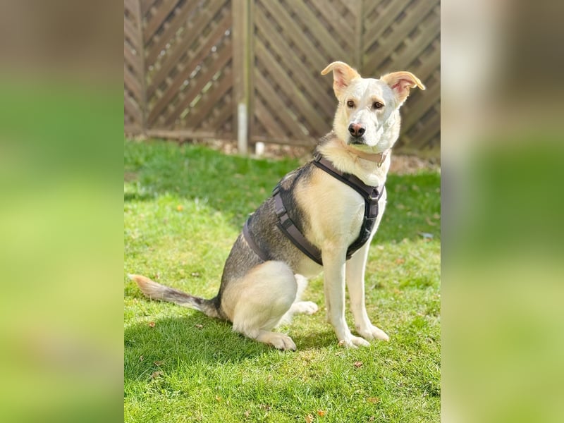 Stattliche, lebensfrohe Hündin, 2Jahre, gepflegt, stubenrein, kastriert