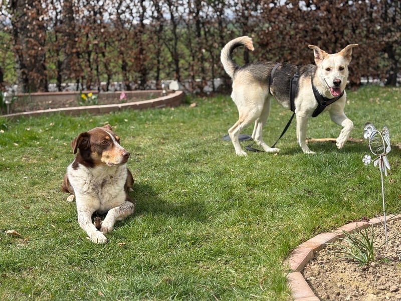 Stattliche, lebensfrohe Hündin, 2Jahre, gepflegt, stubenrein, kastriert