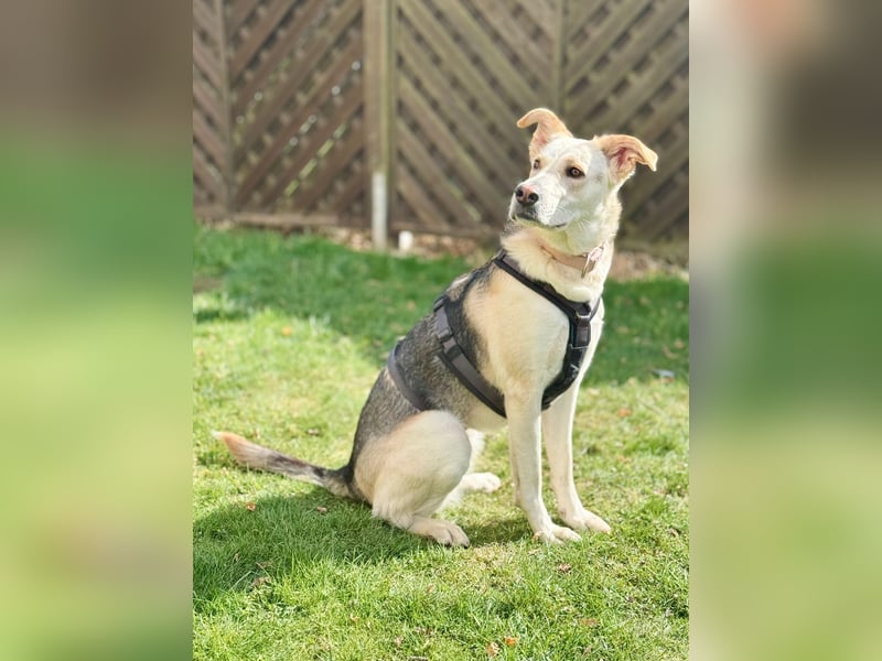 Stattliche, lebensfrohe Hündin, 2Jahre, gepflegt, stubenrein, kastriert