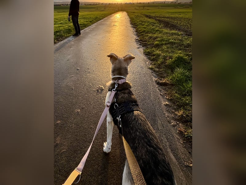 Stattliche, lebensfrohe Hündin, 2Jahre, gepflegt, stubenrein, kastriert