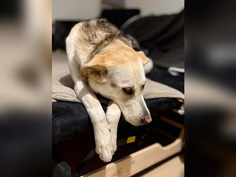 Stattliche, lebensfrohe Hündin, 2Jahre, gepflegt, stubenrein, kastriert