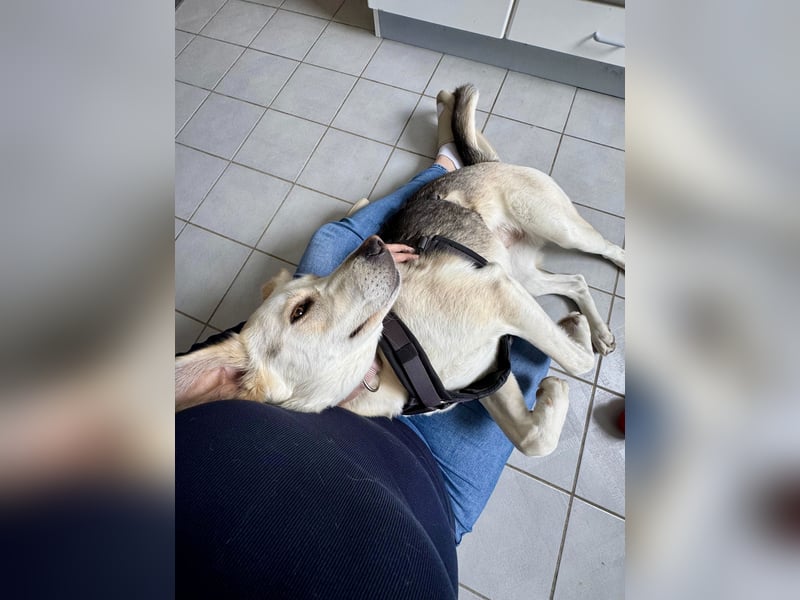 Stattliche, lebensfrohe Hündin, 2Jahre, gepflegt, stubenrein, kastriert