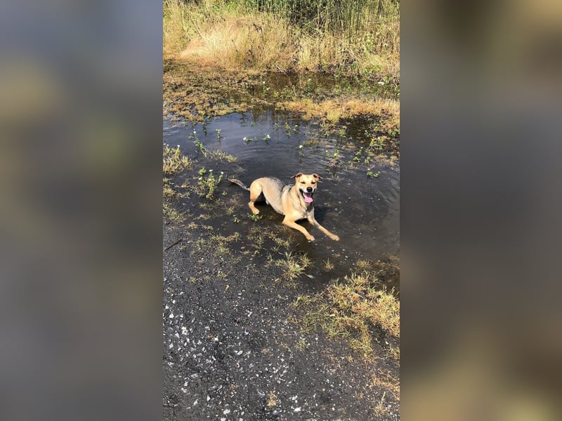 Kuba - Schäferhund-Husky-Mix wartet in 91616 Neusitz