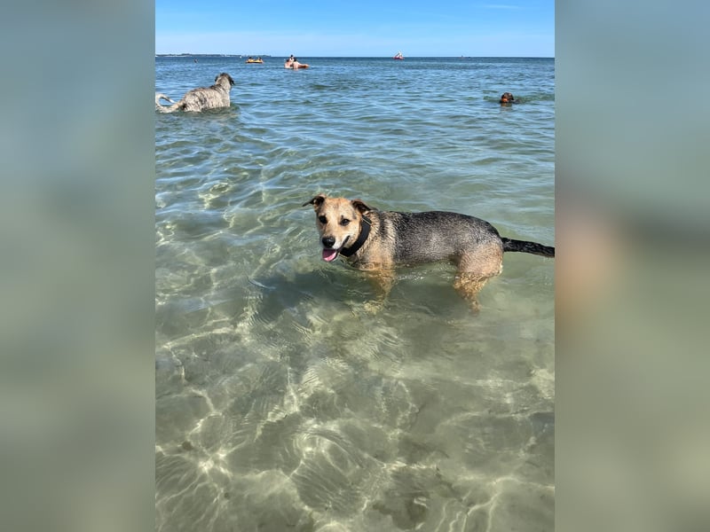 Kuba - Schäferhund-Husky-Mix wartet in 91616 Neusitz
