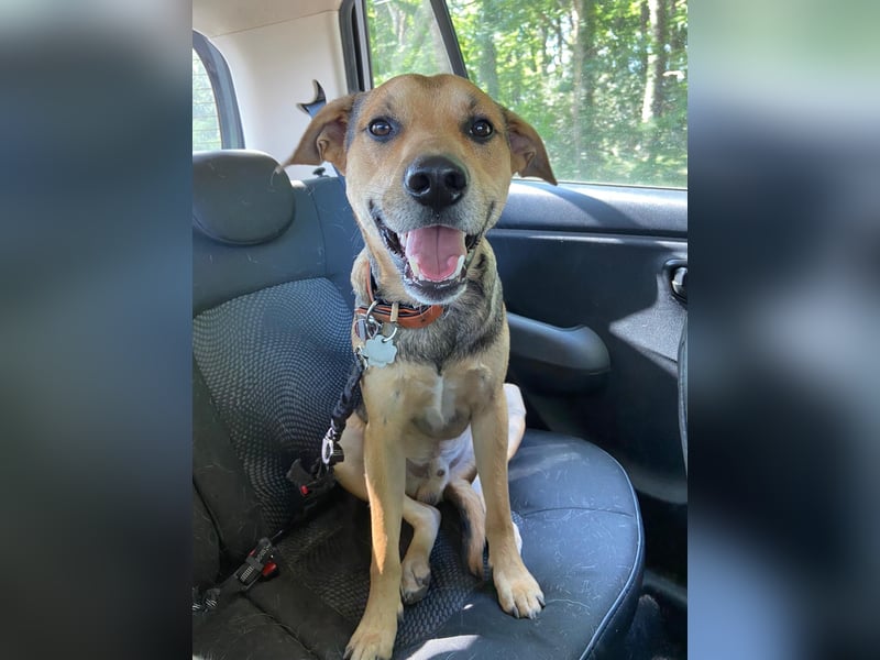 Kuba - Schäferhund-Husky-Mix wartet in 91616 Neusitz
