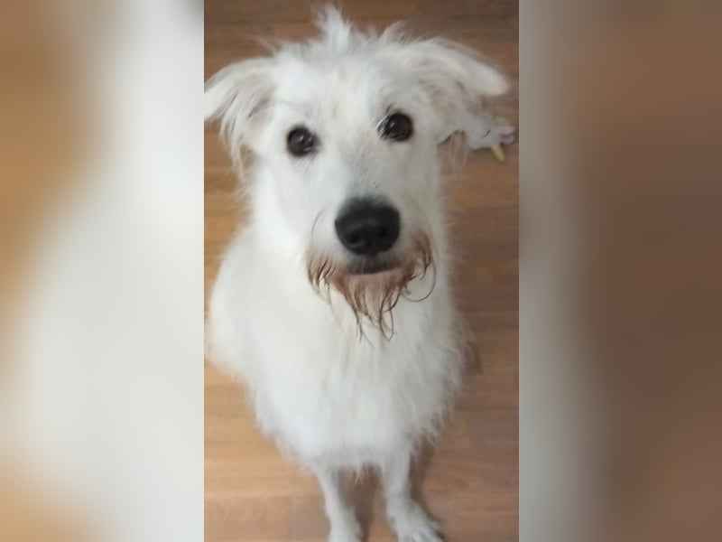 Ida - Pudel Schäferhund Mischling