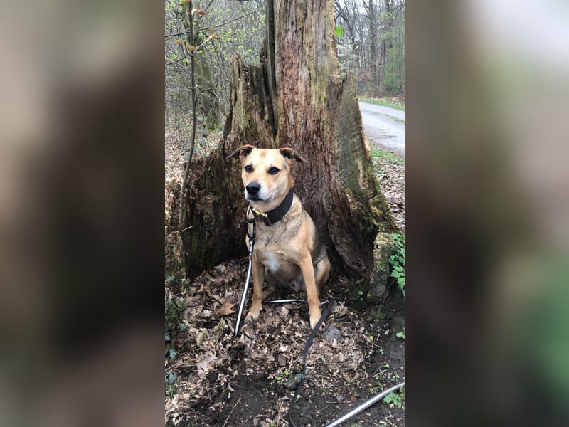Kuba - Schäferhund-Husky-Mix wartet in 91616 Neusitz