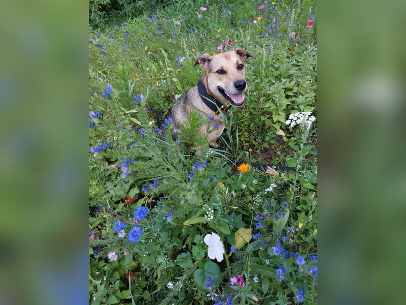 Kuba - Schäferhund-Husky-Mix wartet in 91616 Neusitz