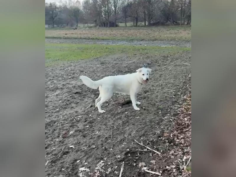 Ida - Pudel Schäferhund Mischling