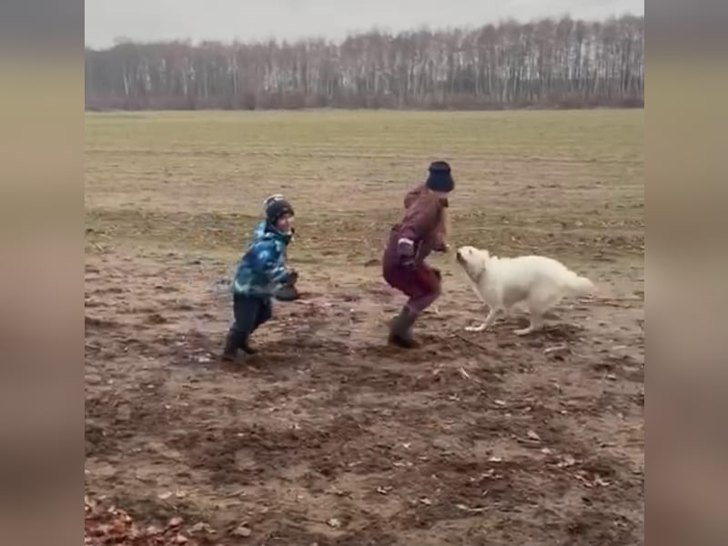 Ida - Pudel Schäferhund Mischling