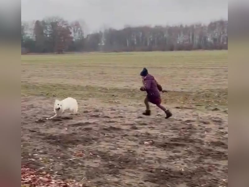Ida - Pudel Schäferhund Mischling